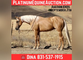 American Quarter Horse, Gelding, 7 years, 15 hh, Palomino