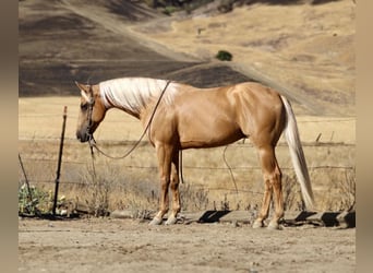 American Quarter Horse, Gelding, 7 years, 15 hh, Palomino