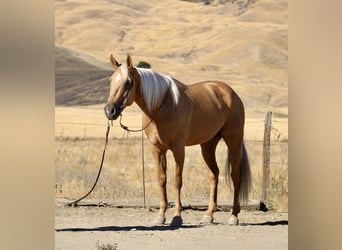 American Quarter Horse, Gelding, 7 years, 15 hh, Palomino