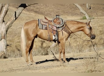 American Quarter Horse, Gelding, 7 years, 15 hh, Palomino