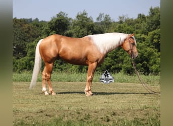 American Quarter Horse, Gelding, 7 years, 15 hh, Palomino