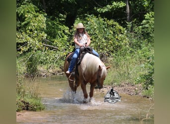 American Quarter Horse, Gelding, 7 years, 15 hh, Palomino