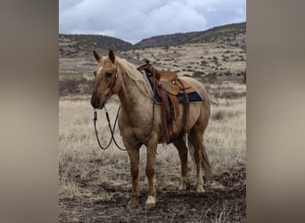 American Quarter Horse, Gelding, 7 years, 15 hh, Palomino