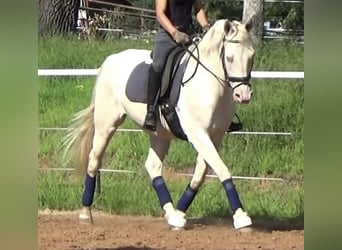 American Quarter Horse, Gelding, 7 years, 15 hh, Perlino