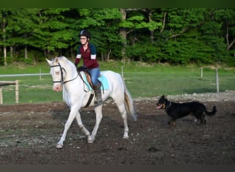 American Quarter Horse, Gelding, 7 years, 15 hh, Perlino