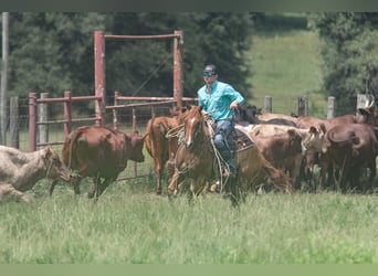 American Quarter Horse, Gelding, 7 years, 15 hh, Red Dun
