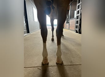 American Quarter Horse, Gelding, 7 years, 15 hh, Red Dun