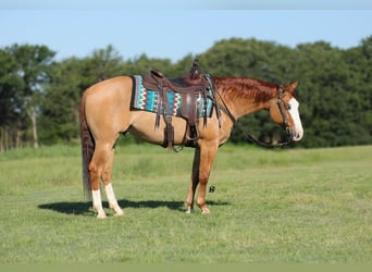 American Quarter Horse, Gelding, 7 years, 15 hh, Red Dun