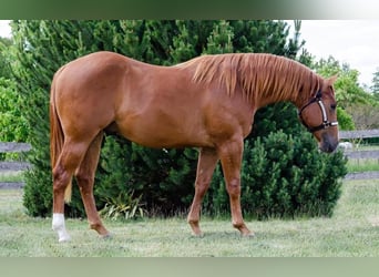 American Quarter Horse, Gelding, 7 years, 15 hh, Red Dun American Quarter Horse, Gelding, 7 years, 15 hh, Red Dun