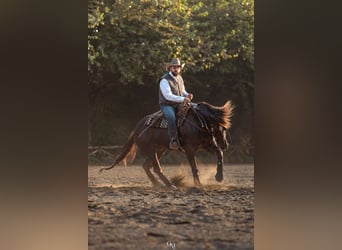 American Quarter Horse, Gelding, 7 years, 15 hh