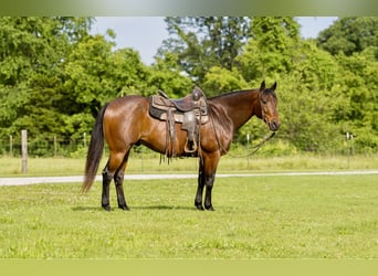 American Quarter Horse, Gelding, 7 years, 15 hh, Roan-Bay