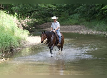 American Quarter Horse, Gelding, 7 years, 15 hh, Roan-Bay