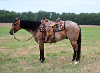 American Quarter Horse, Gelding, 7 years, 15 hh, Roan-Bay