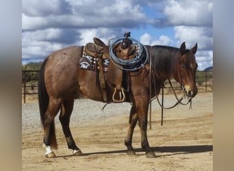 American Quarter Horse, Gelding, 7 years, 15 hh, Roan-Bay