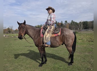 American Quarter Horse, Gelding, 7 years, 15 hh, Roan-Bay