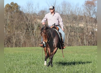 American Quarter Horse, Gelding, 7 years, 15 hh, Roan-Bay