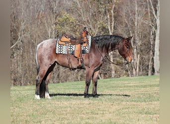 American Quarter Horse, Gelding, 7 years, 15 hh, Roan-Bay