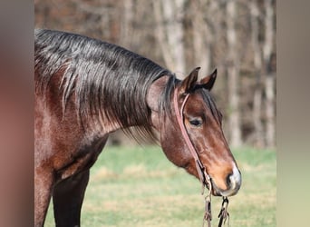 American Quarter Horse, Gelding, 7 years, 15 hh, Roan-Bay