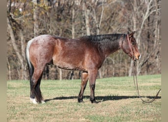 American Quarter Horse, Gelding, 7 years, 15 hh, Roan-Bay