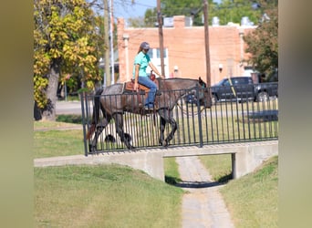 American Quarter Horse, Gelding, 7 years, 15 hh, Roan-Blue