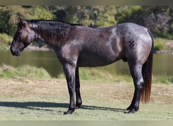 American Quarter Horse, Gelding, 7 years, 15 hh, Roan-Blue