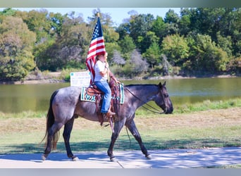American Quarter Horse, Gelding, 7 years, 15 hh, Roan-Blue