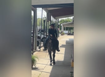 American Quarter Horse, Gelding, 7 years, 15 hh, Roan-Blue