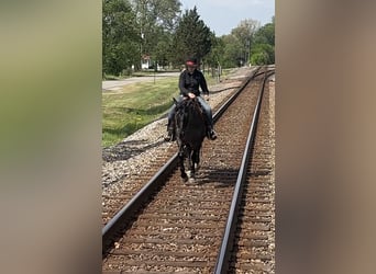 American Quarter Horse, Gelding, 7 years, 15 hh, Roan-Blue