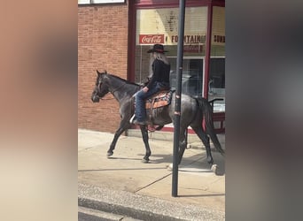 American Quarter Horse, Gelding, 7 years, 15 hh, Roan-Blue