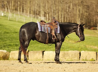 American Quarter Horse, Gelding, 7 years, 15 hh, Roan-Blue