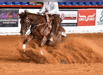 American Quarter Horse, Gelding, 7 years, 15 hh, Roan-Red