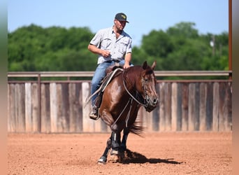 American Quarter Horse, Gelding, 7 years, 15 hh, Roan-Red