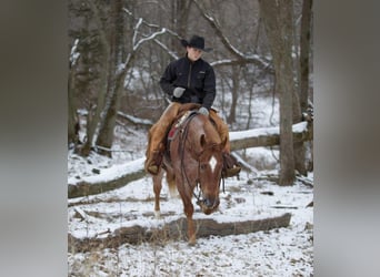 American Quarter Horse, Gelding, 7 years, 15 hh, Roan-Red