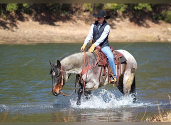 American Quarter Horse, Gelding, 7 years, 15 hh, Roan-Red