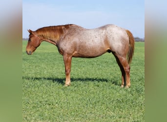 American Quarter Horse, Gelding, 7 years, 15 hh, Roan-Red