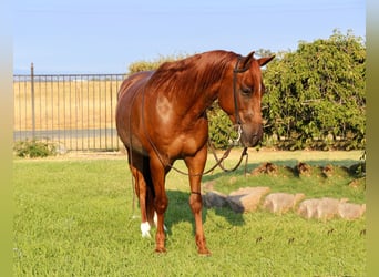 American Quarter Horse, Gelding, 7 years, 15 hh, Roan-Red