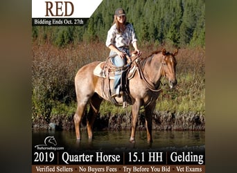 American Quarter Horse, Gelding, 7 years, 15 hh, Roan-Red