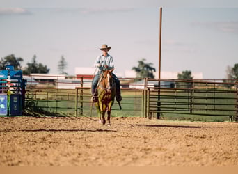 American Quarter Horse, Gelding, 7 years, 15 hh, Sorrel