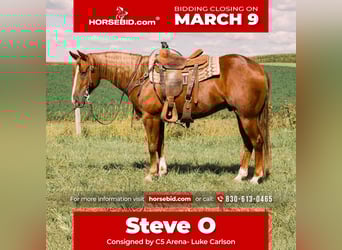 American Quarter Horse, Gelding, 7 years, 15 hh, Sorrel