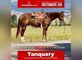American Quarter Horse, Gelding, 7 years, 15 hh, Sorrel