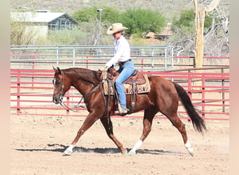 American Quarter Horse, Wallach, 7 Jahre, 15 hh, Rotfuchs