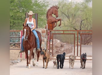 American Quarter Horse, Wallach, 7 Jahre, 15 hh, Rotfuchs