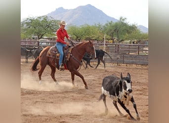 American Quarter Horse, Wallach, 7 Jahre, 15 hh, Rotfuchs