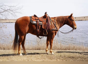American Quarter Horse, Gelding, 7 years, 15 hh, Sorrel