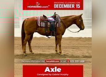 American Quarter Horse, Gelding, 7 years, 15 hh, Sorrel