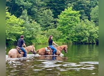 American Quarter Horse, Gelding, 7 years, 15 hh, Sorrel