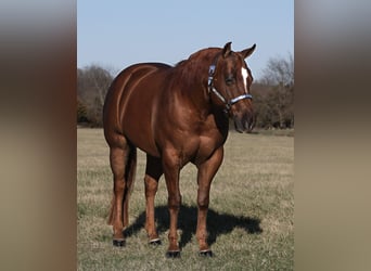 American Quarter Horse, Gelding, 7 years, 15 hh, Sorrel