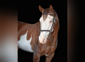 American Quarter Horse, Gelding, 7 years, 15 hh, Tobiano-all-colors