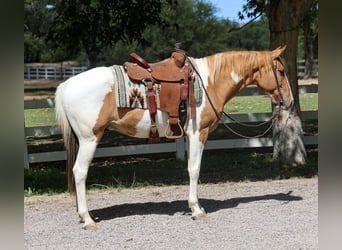 American Quarter Horse, Gelding, 7 years, 15 hh, Tobiano-all-colors