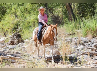 American Quarter Horse, Gelding, 7 years, 15 hh, Tobiano-all-colors